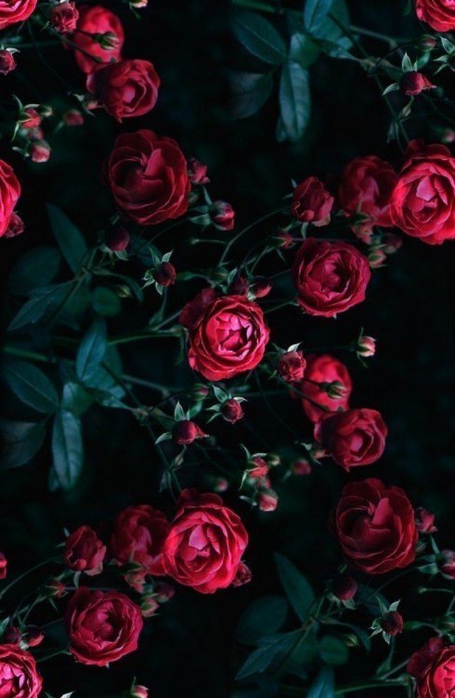 Red Rose