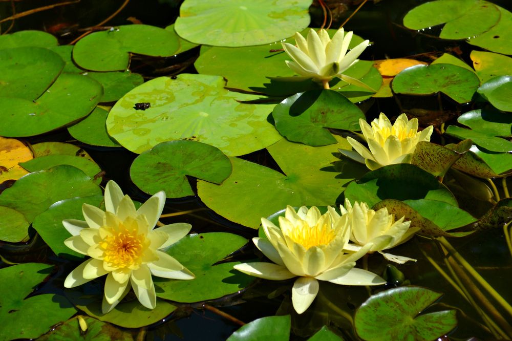 Цветы на воде