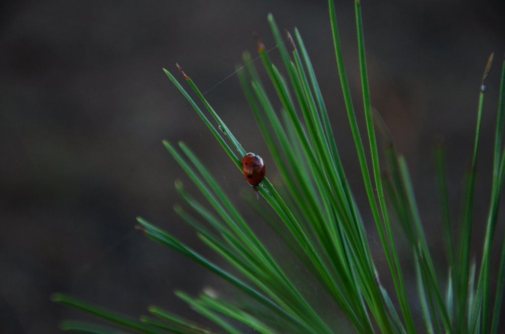 Божья коровка.