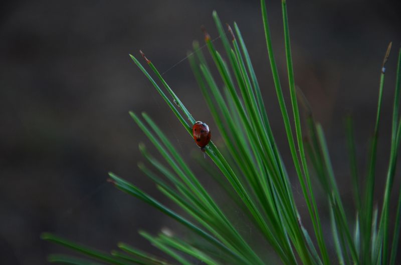 Александр Калнаузов, Russia