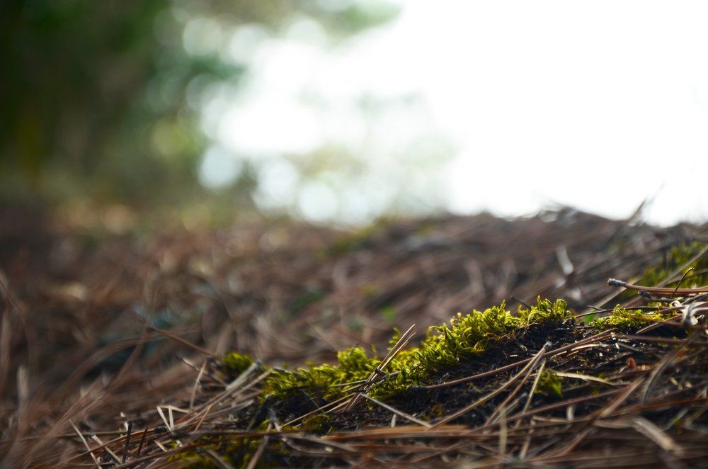 Мох на сухих иголках сосны.