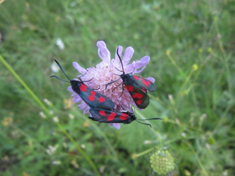 Маргарита, Russia