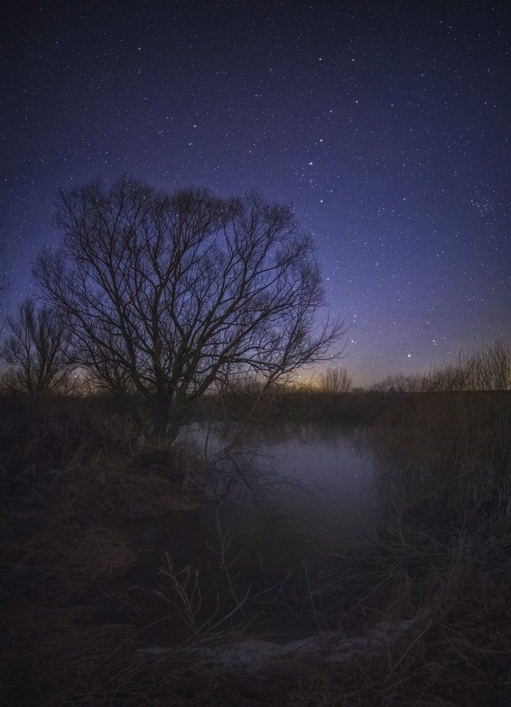 Starry night in the meadows