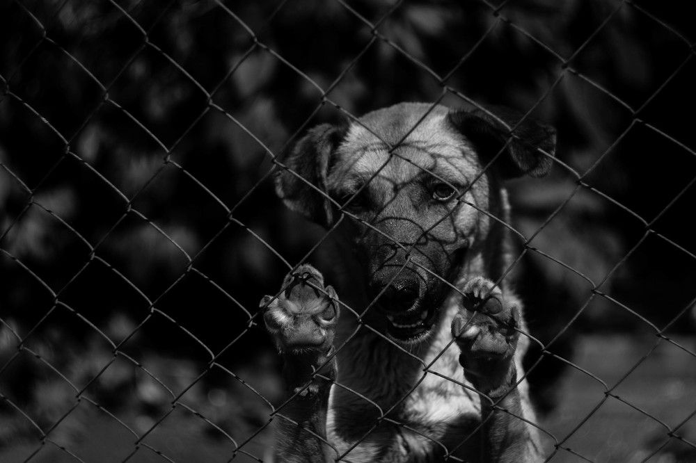 Photo #1003993