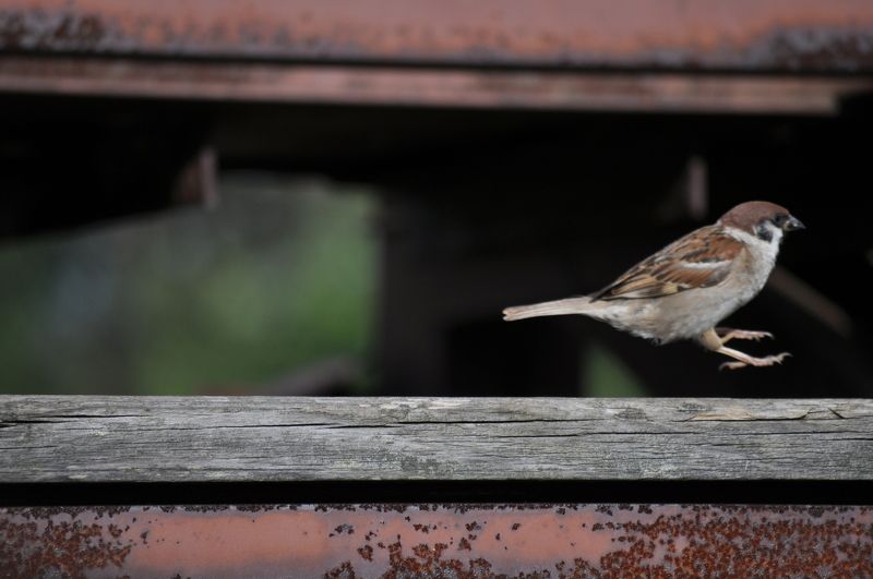 Krylova Natalya, Russia