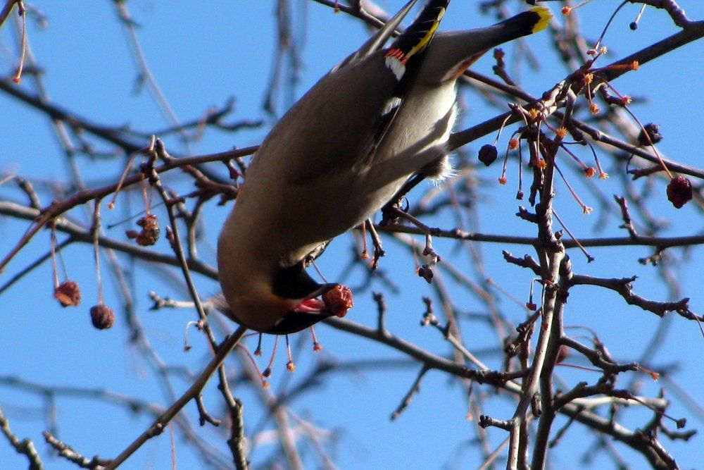 последние яблоки