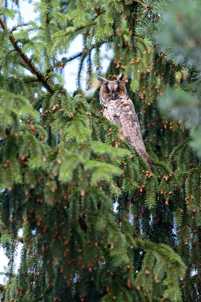 Ушастая сова (Asio otus)