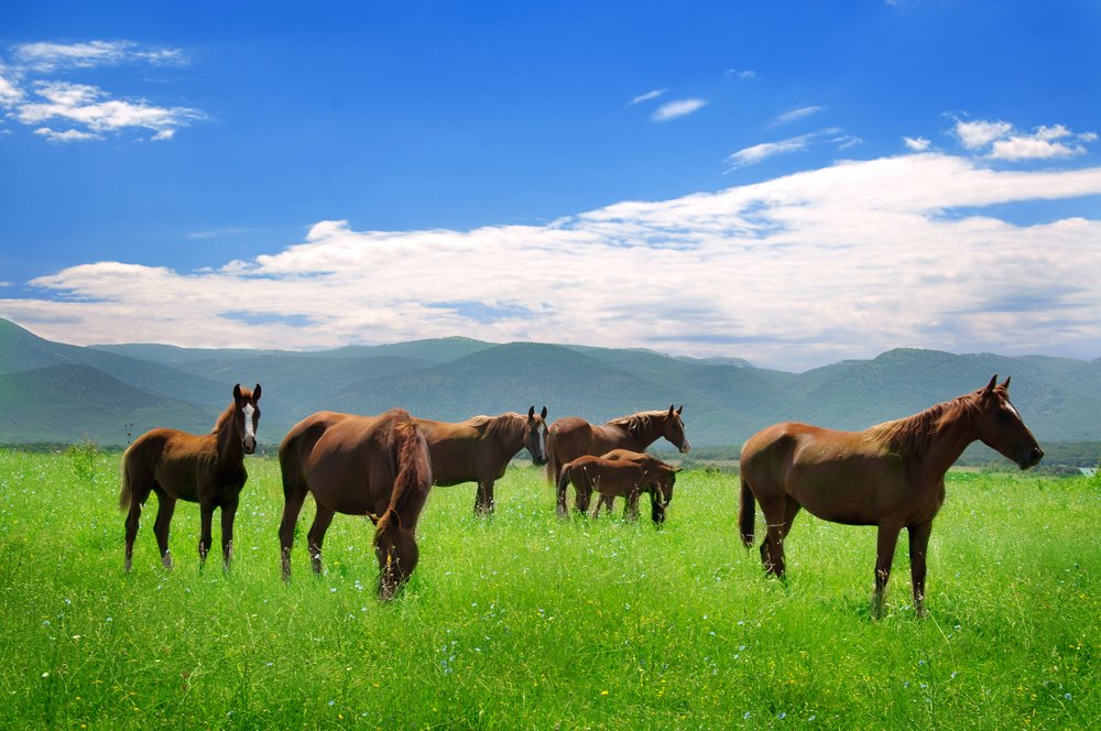 просто лошадки