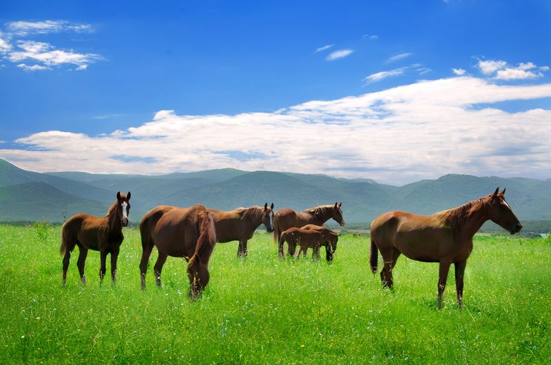 Sergey Orlov, Russia