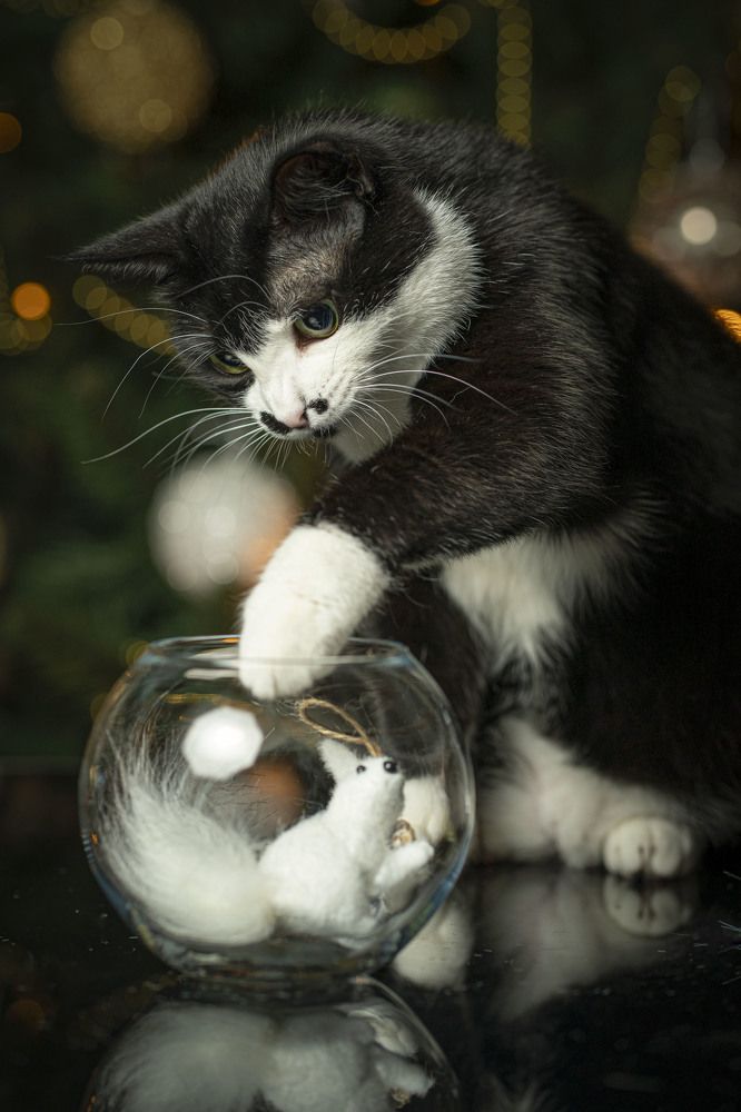 Photograph by Nikolay Nikolaev