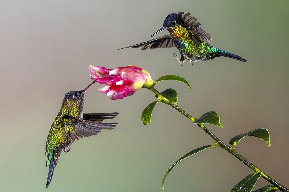 Photograph by Maria Gabriela Rocha Gomez