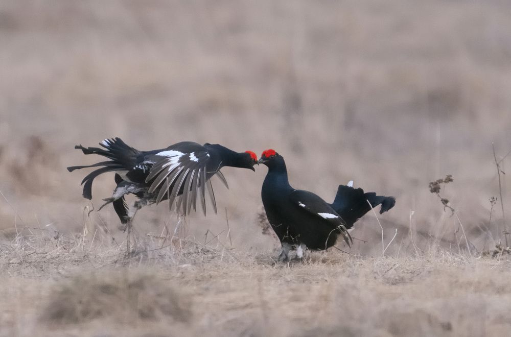 Photograph by Алексей Романов