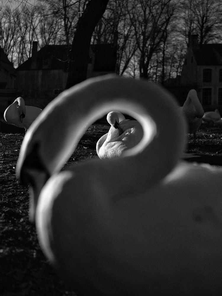 Photograph by Alfonso Bricegno