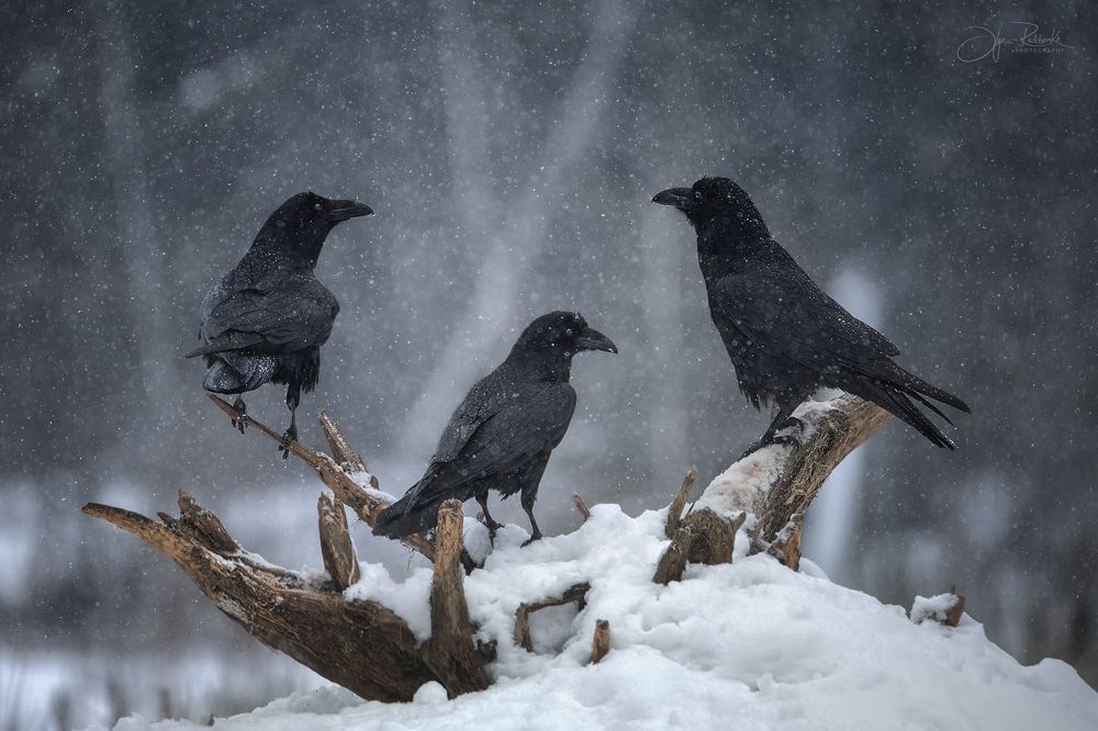 Фотография автора Рудченко Ольга