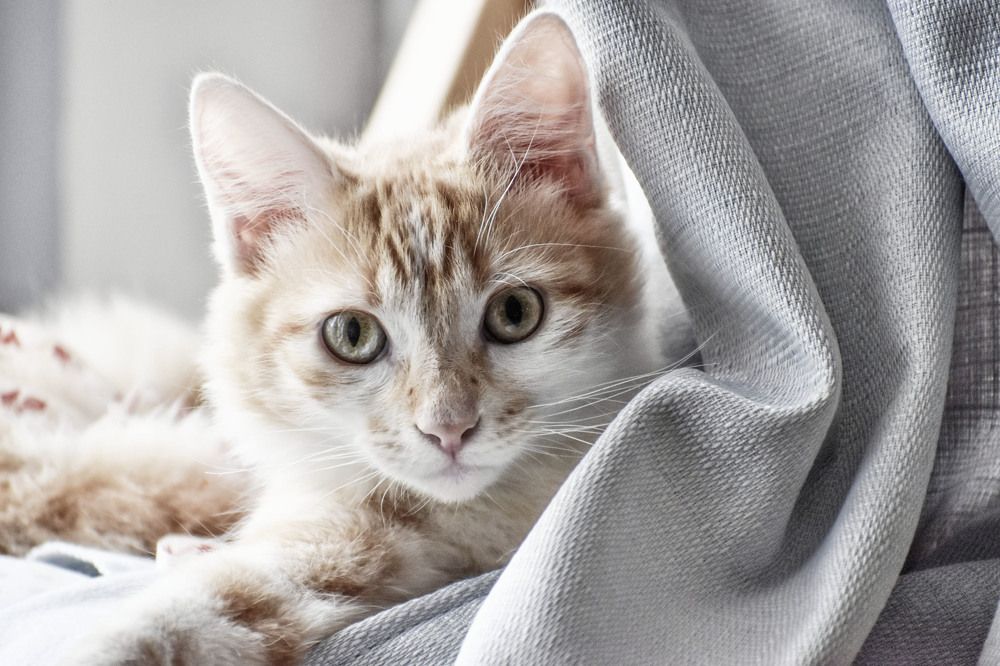 Pet Kitten Portrait Close Up