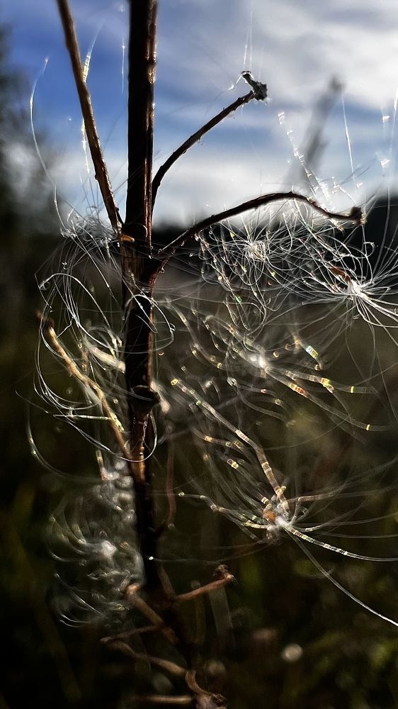 «Деревенская песня».