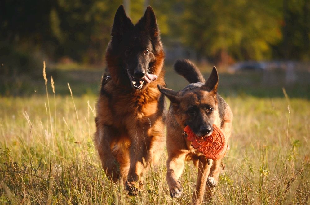 Прогулка с девчонками и найденной игрушкой