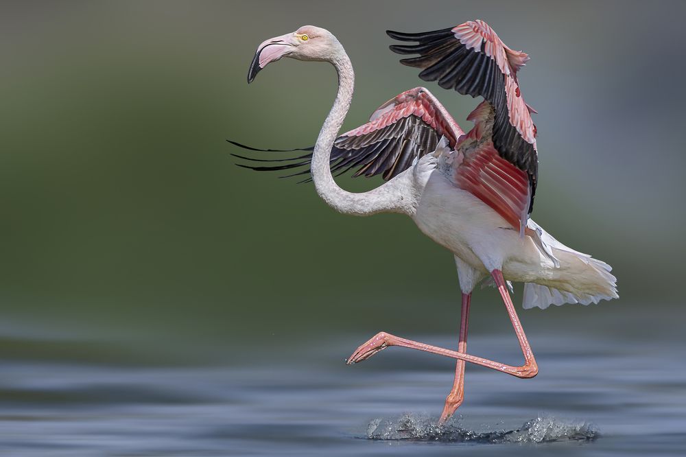 Flamingo dancing