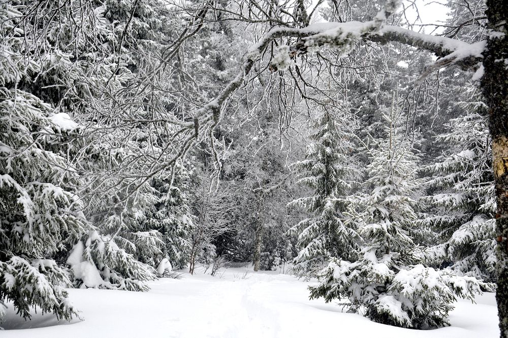 Photograph by Дмитрий Петренко