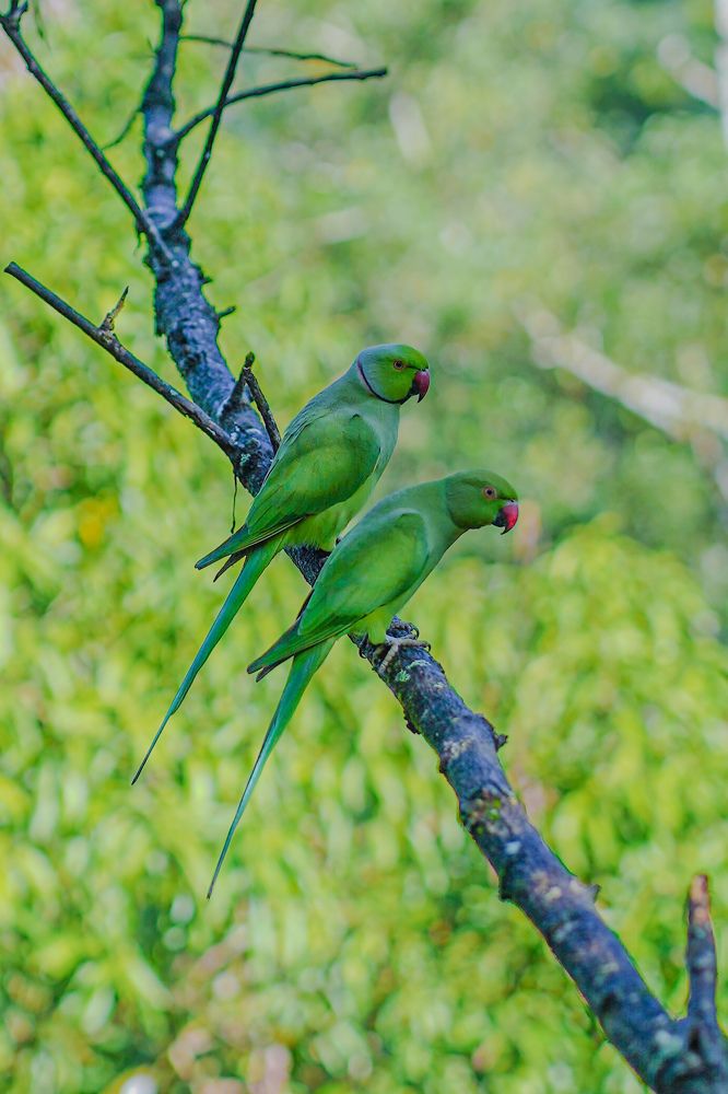 Photograph by Tharindu k