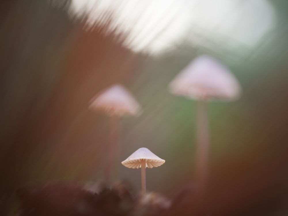 Фотография автора Panagiotis Dalagiorgos