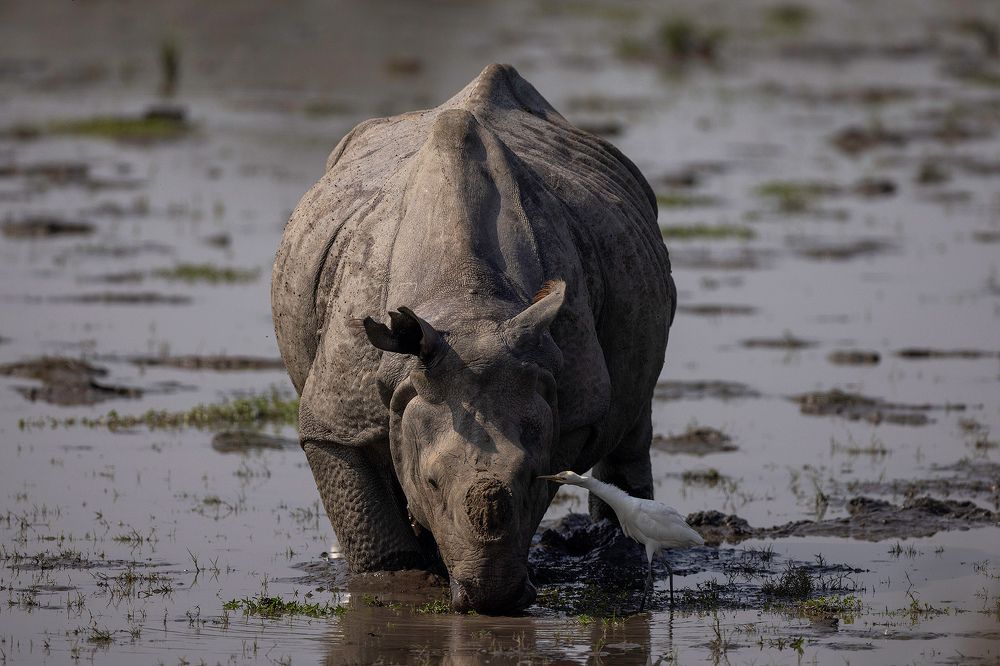 Photograph by Sumon Das