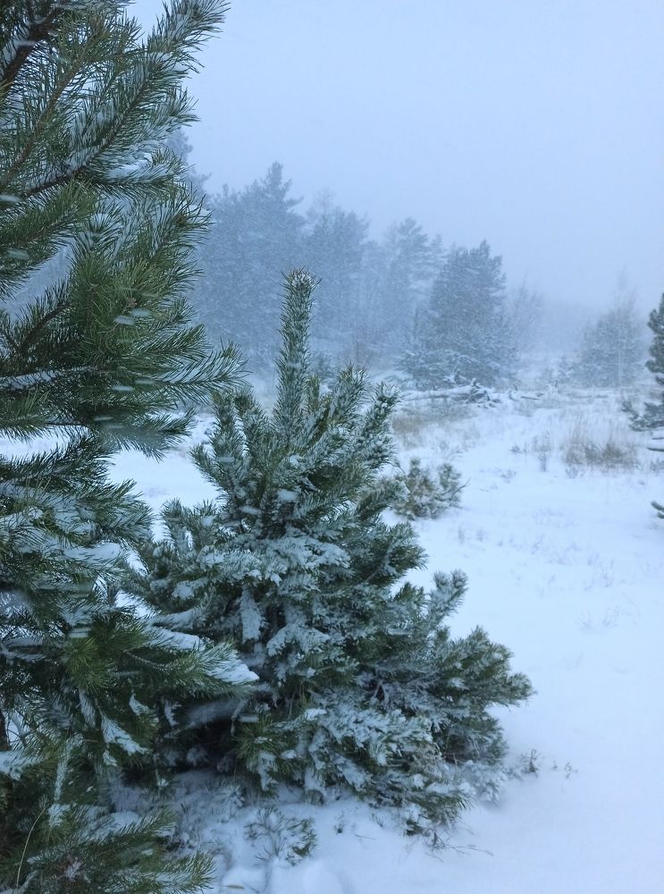 Photograph by АЛЛА ТАРАСЕНКО