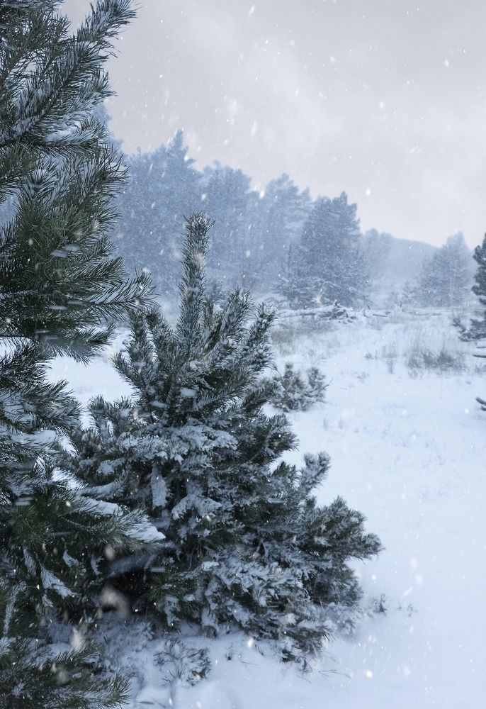 Photograph by АЛЛА ТАРАСЕНКО