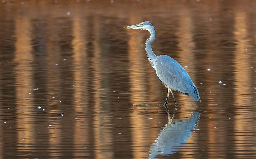 Серая цапля на вечерней кормёжке