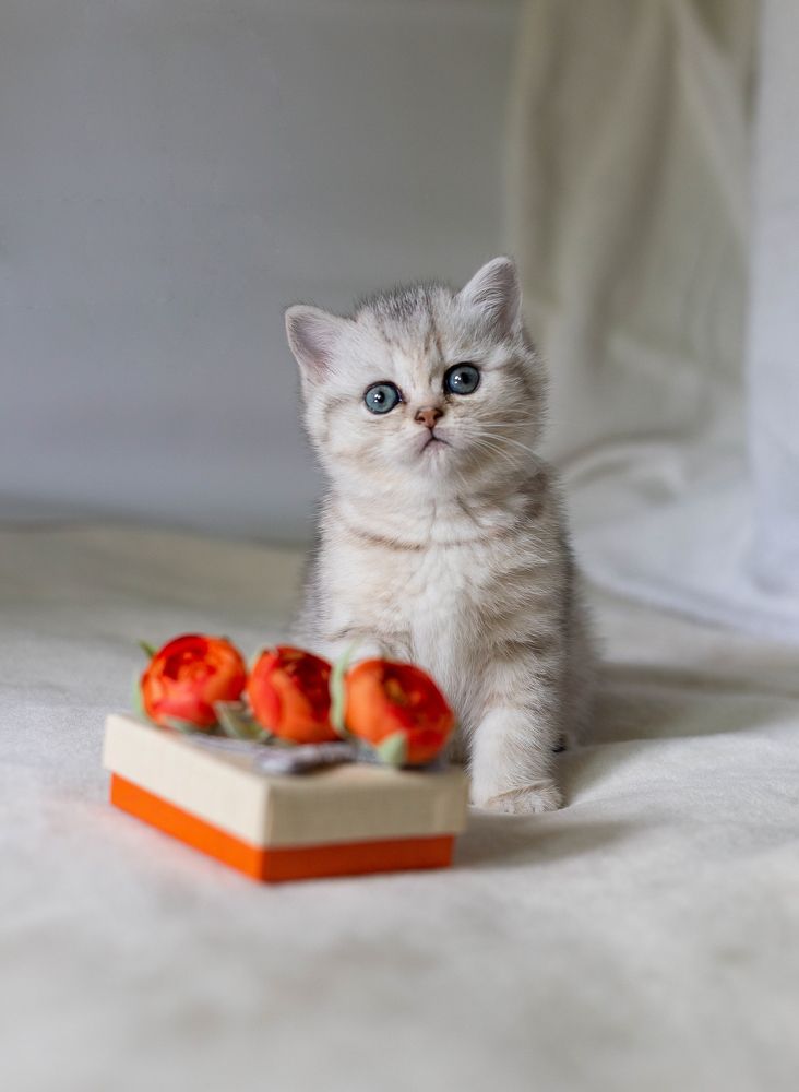 Photograph by Ирина Шафранская