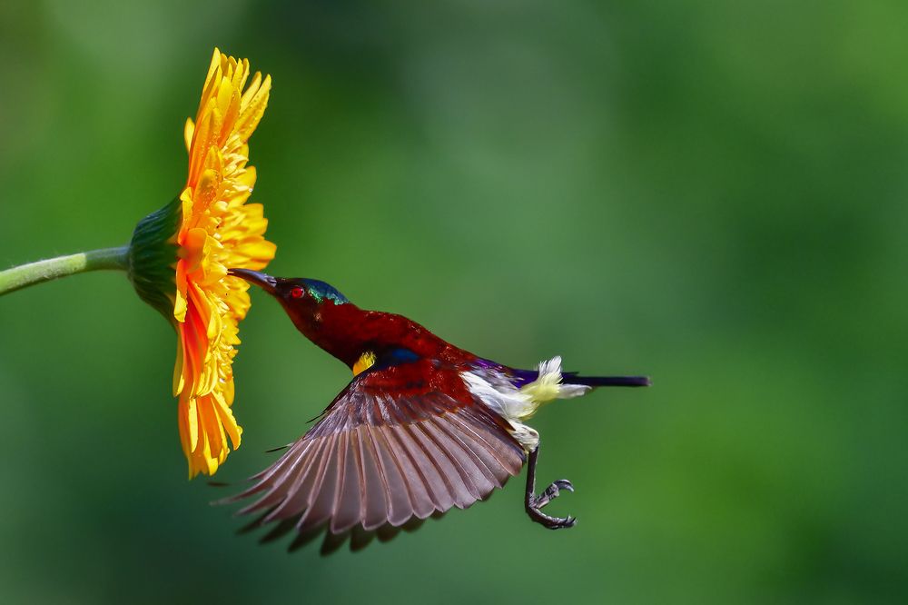 Photograph by Irene Chattopadhyay