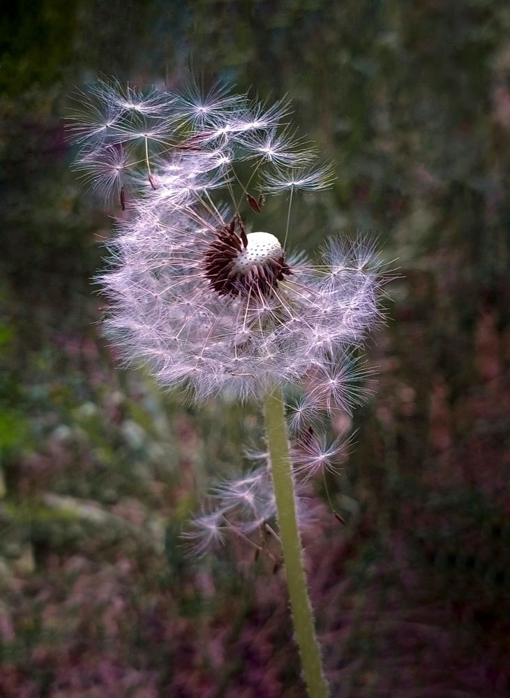 Дуновение ветра