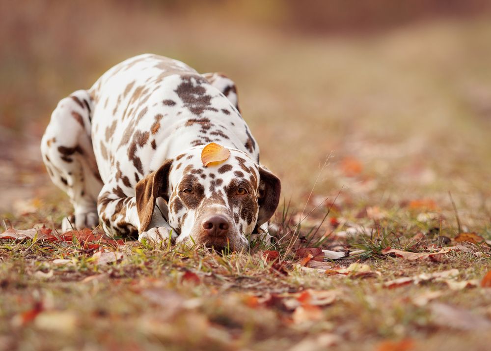 Photograph by Яна Нарбутович