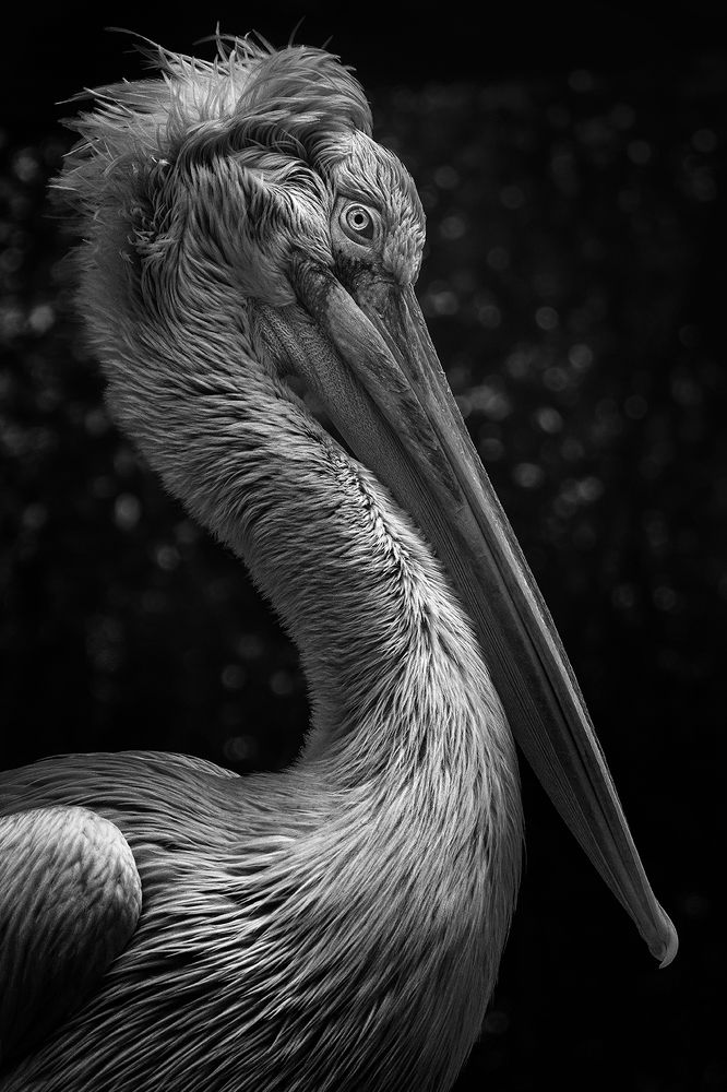 Pelican