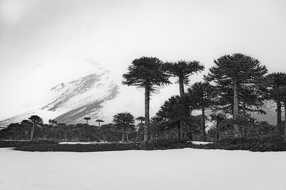 Photograph by Carolina Aravena