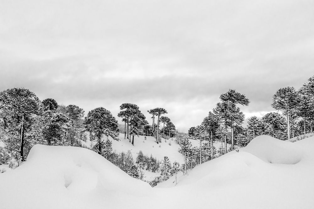 Photograph by Carolina Aravena