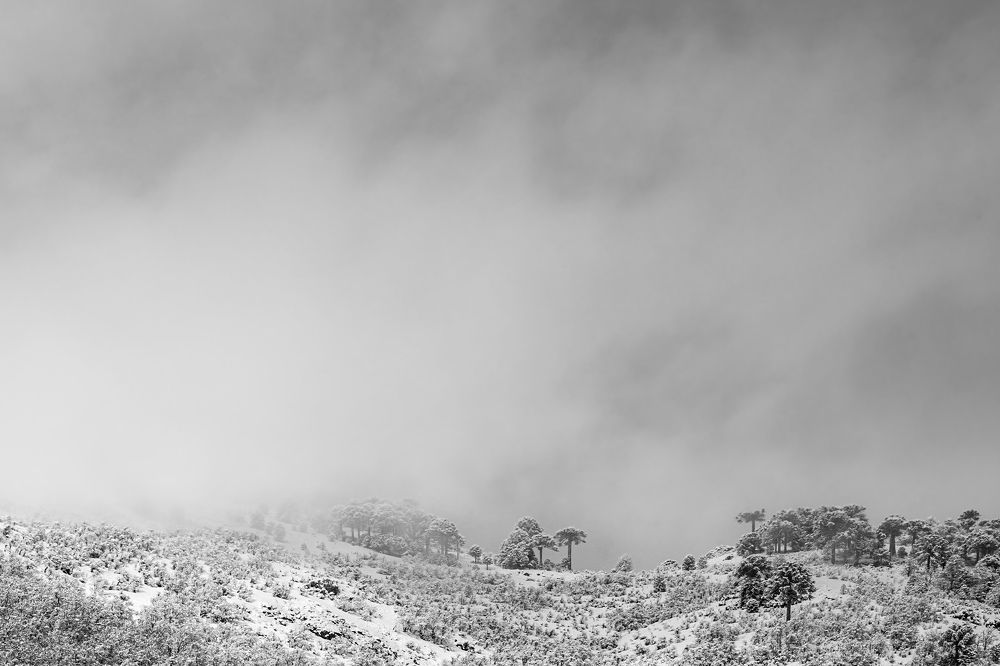 Photograph by Carolina Aravena