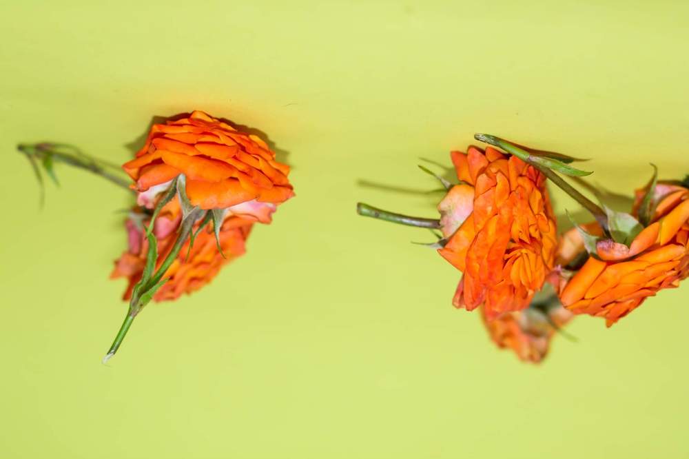 Photograph by даша ващенко