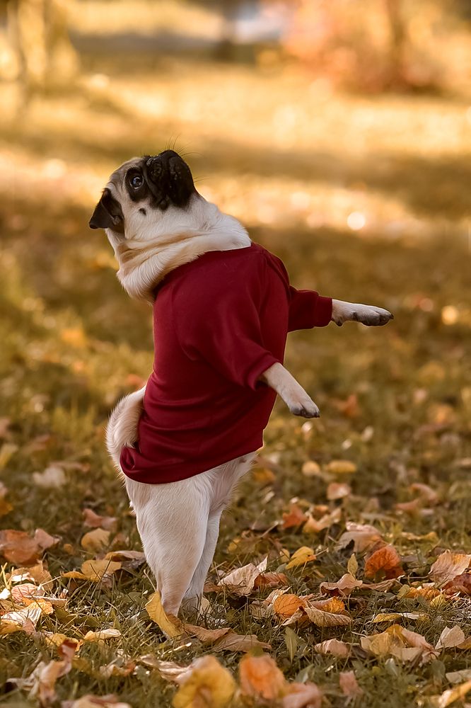 Осенние краски Джессики