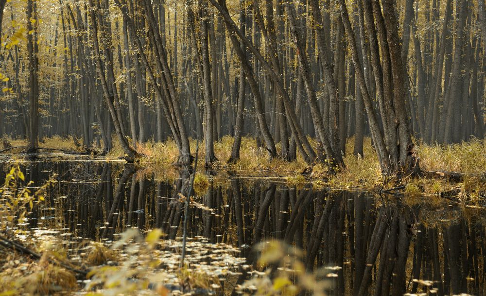 Photograph by Зимина Лионелла