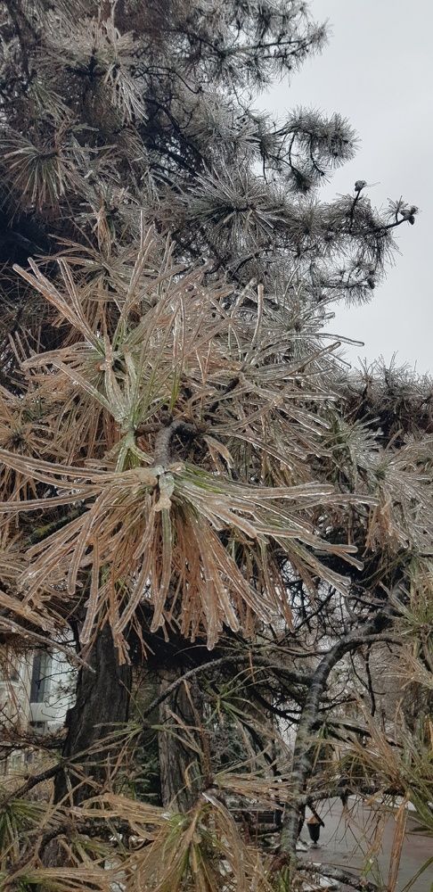 Фотография автора Ольга Мусина