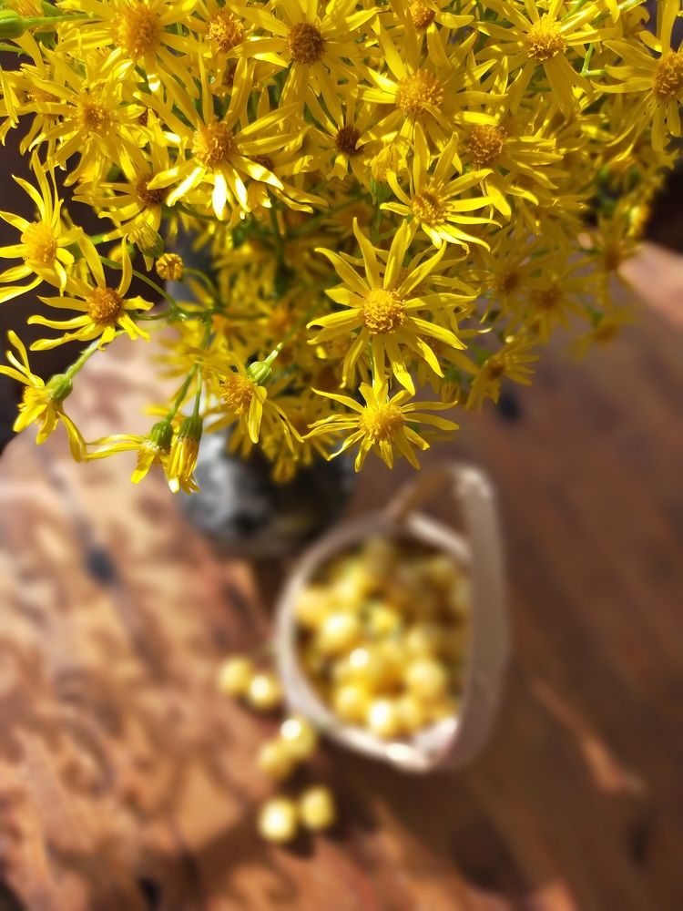 Желтая черешня.