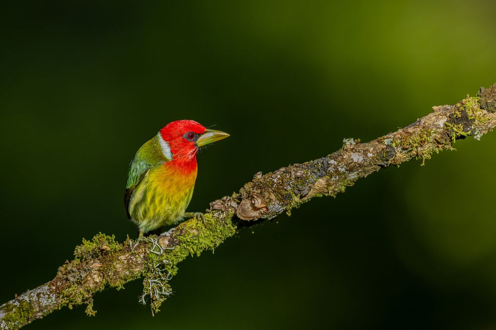 Photograph by Ricardo Ferreira