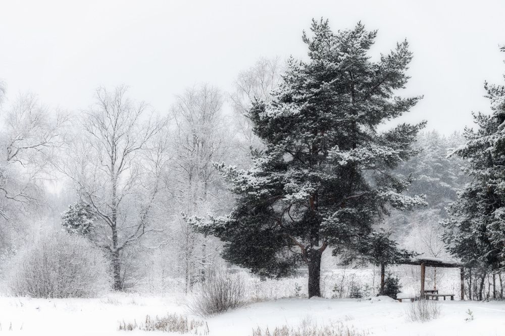 Photograph by Елена Ефимова