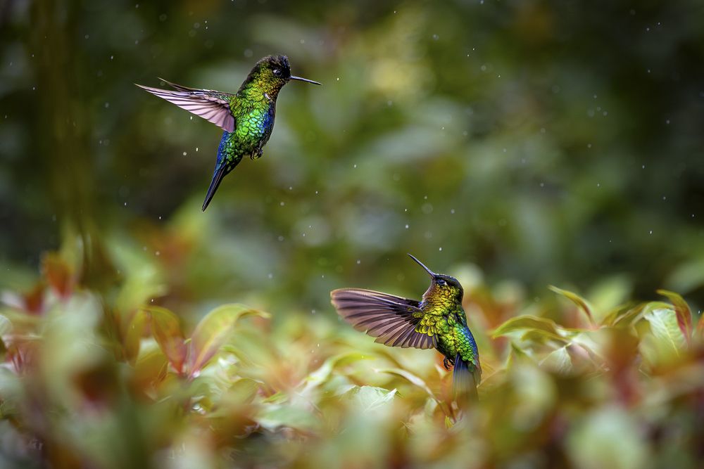 The dance of the hummingbirds