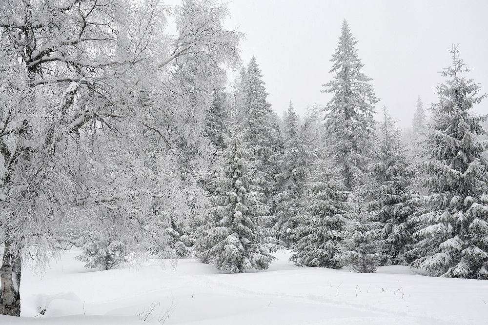 Зимняя Сказка