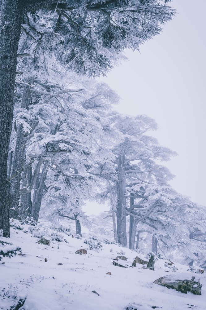 Photograph by Mohamed Haddad