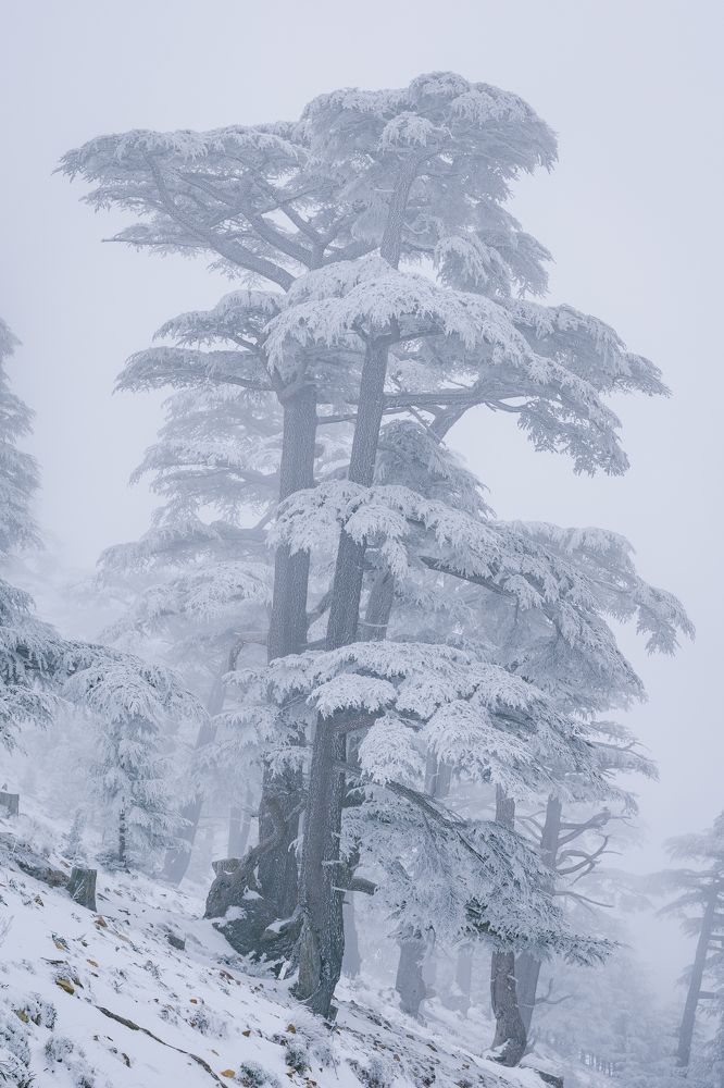 Photograph by Mohamed Haddad