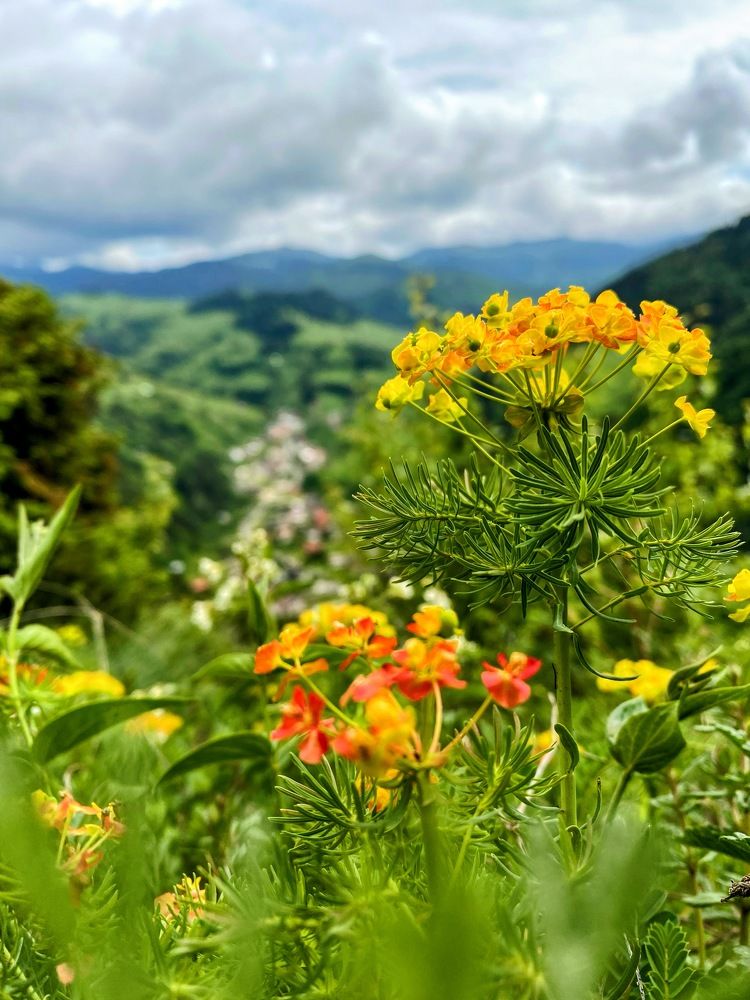 Photograph by Catalina Sirbu