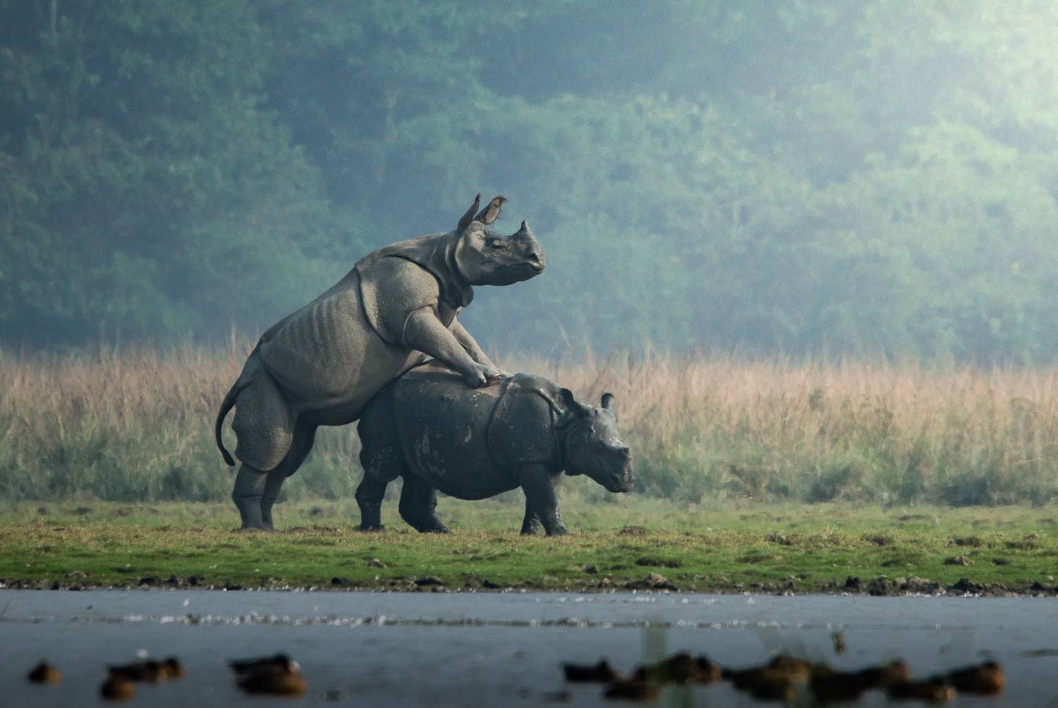 Greater one horn rhino matting